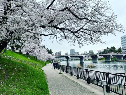 岡崎市のその他の見所「乙川付近の桜」の画像