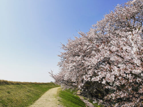 岡崎市のその他の見所「東海オンエアメンバーの出身の城西高校付近の桜」の画像