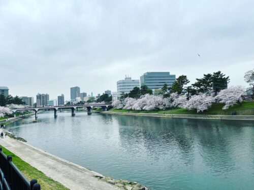 岡崎市のその他の見所「乙川付近の桜」の画像②