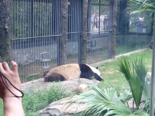 北京動物園のパンダ画像②（2014年6月撮影）