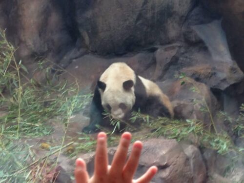 北京動物園のパンダ画像①（2014年6月撮影）