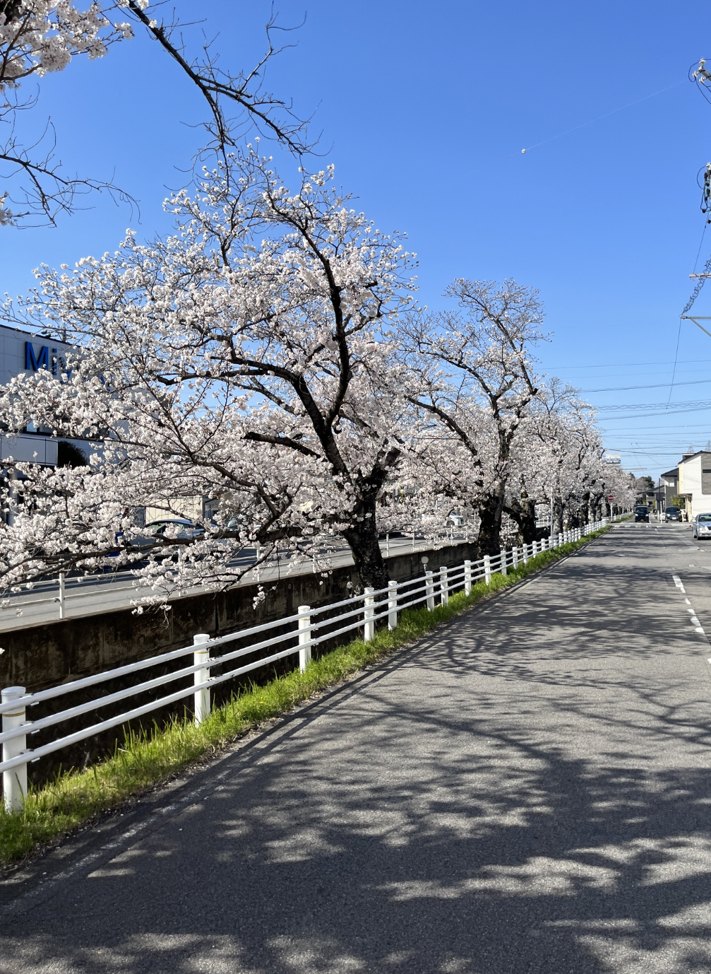 岡崎の桜の穴場：上里神社付近の画像① 2023年3月28日撮影