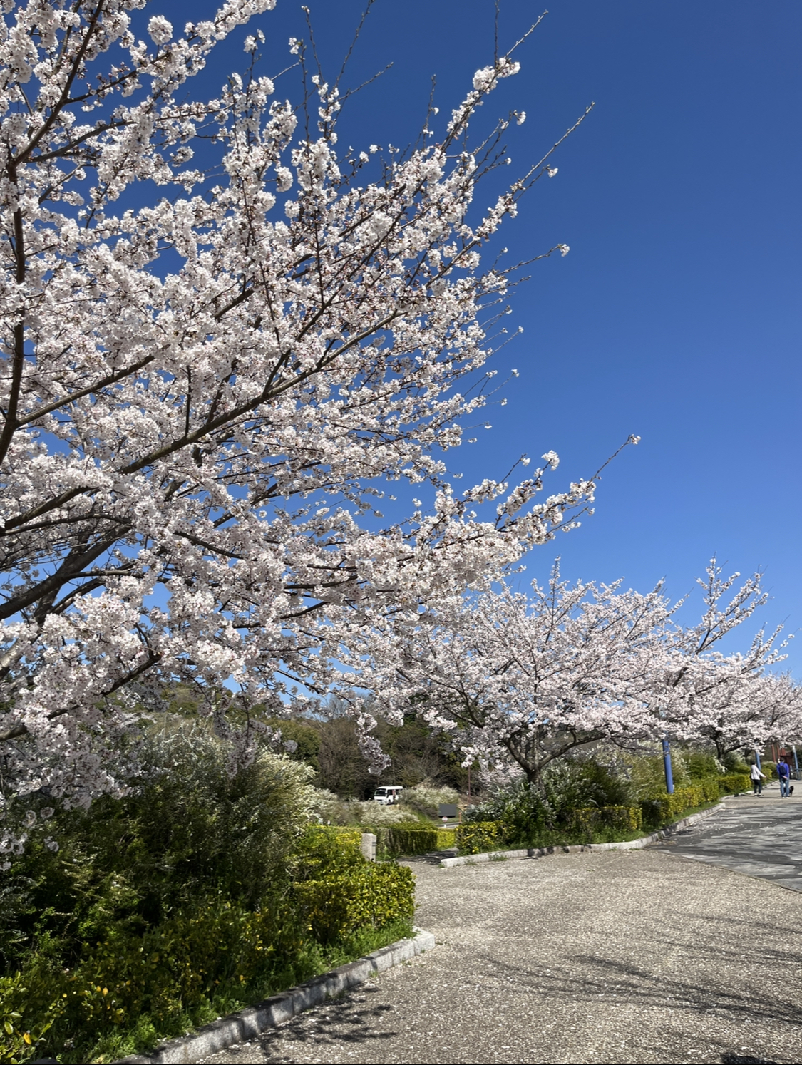 岡崎の桜の穴場：岡崎中央総合公園付近の画像① 2023年3月28日撮影