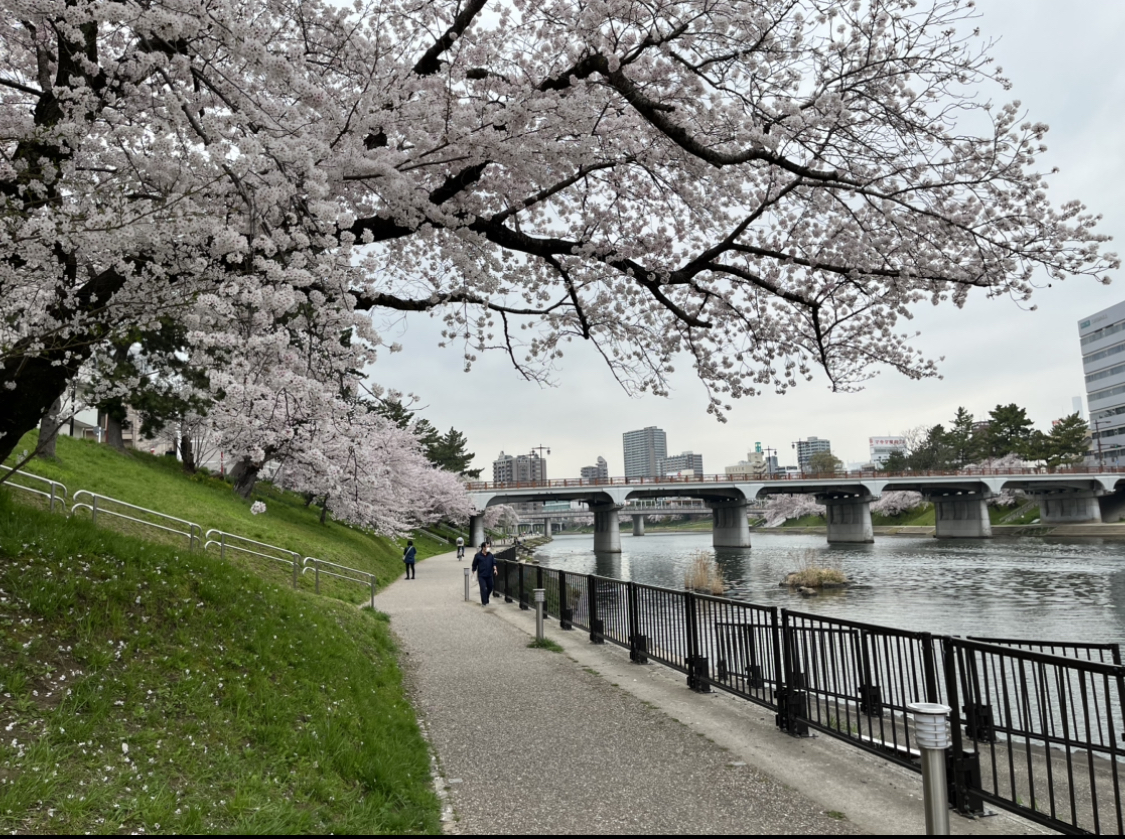 岡崎の桜の穴場：乙川沿い「東岡崎船着場」の画像① 2022年3月撮影