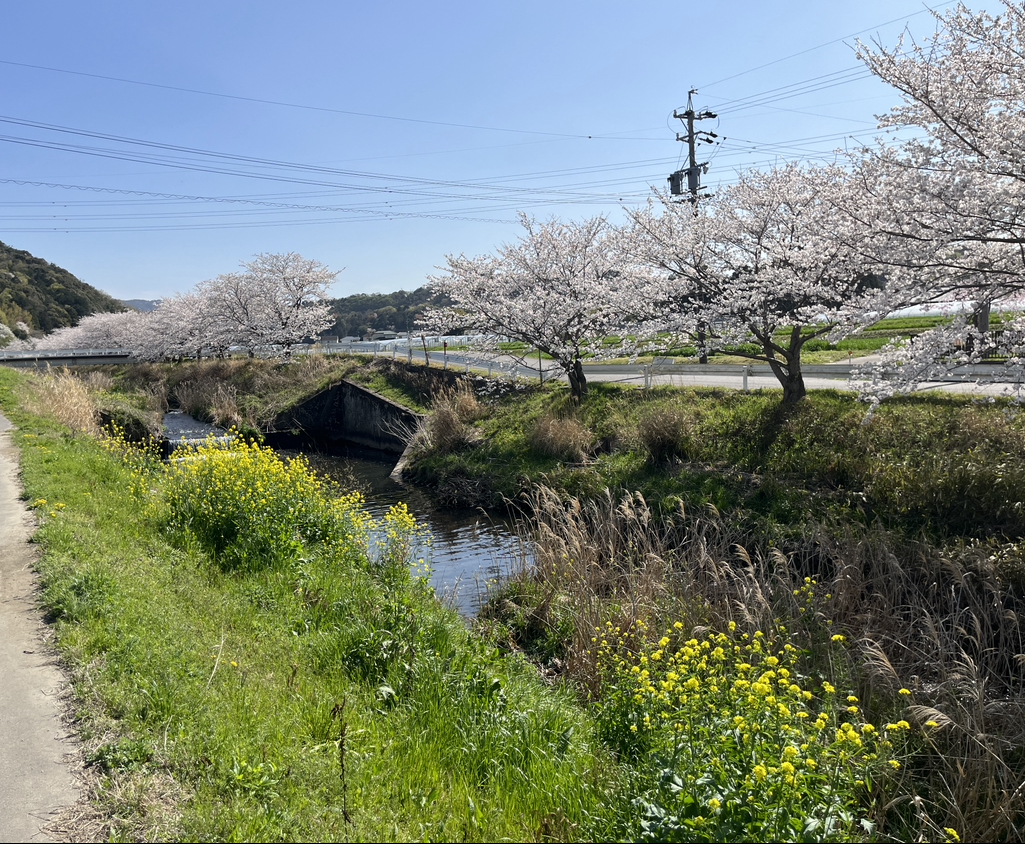 岡崎の桜の穴場：竜泉寺川付近の画像① 2023年3月28日撮影