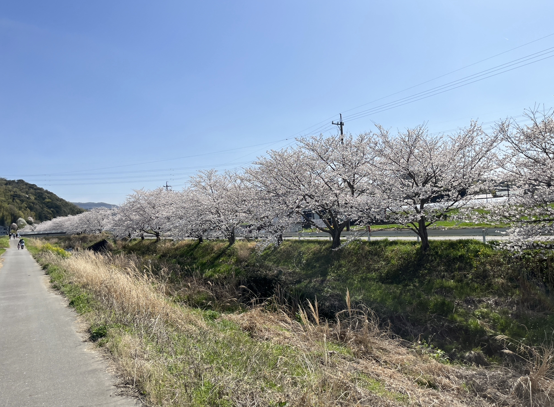 岡崎の桜の穴場：竜泉寺川付近の画像③ 2023年3月28日撮影