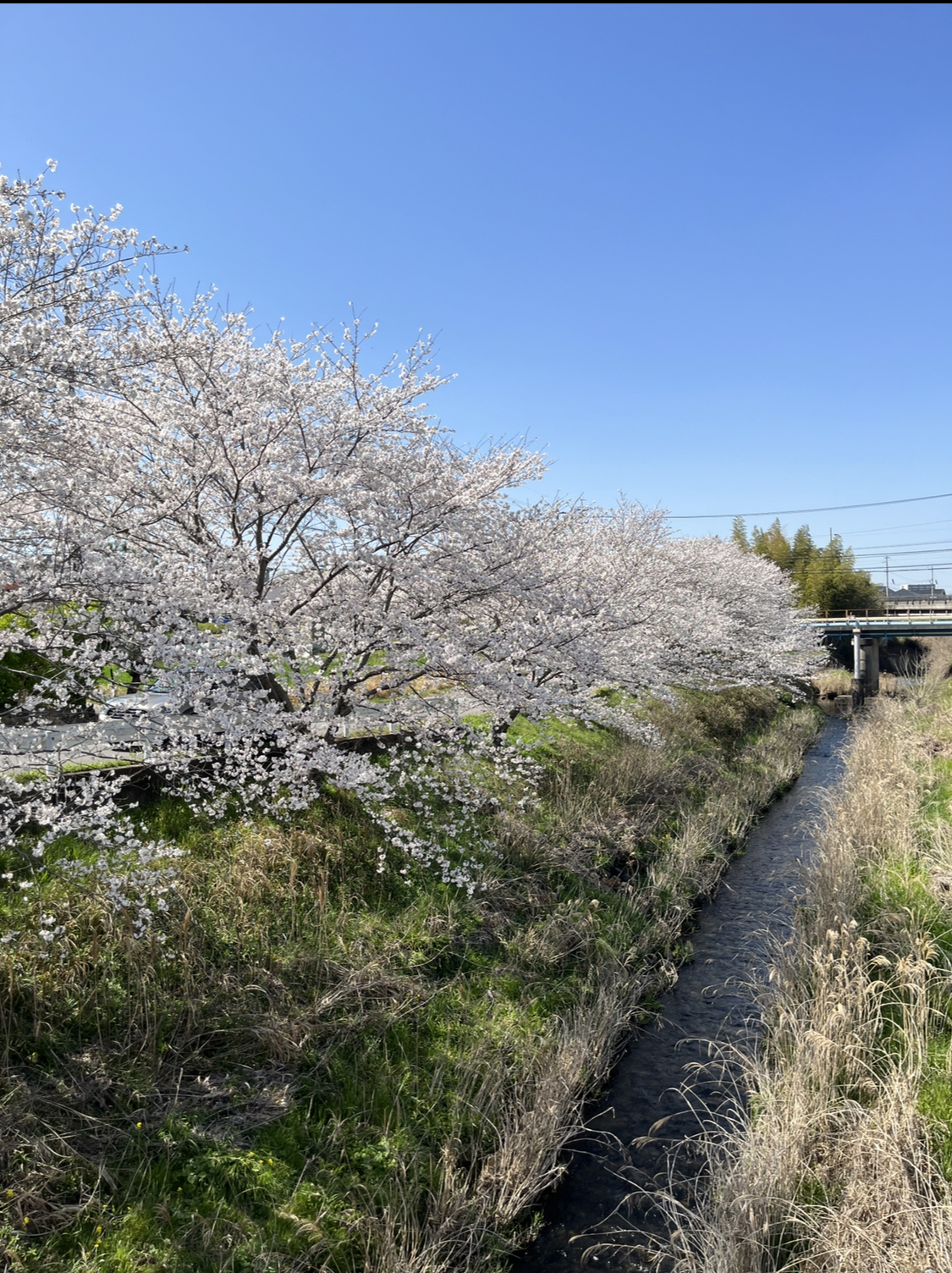 岡崎の桜の穴場：竜泉寺川付近の画像② 2023年3月28日撮影
