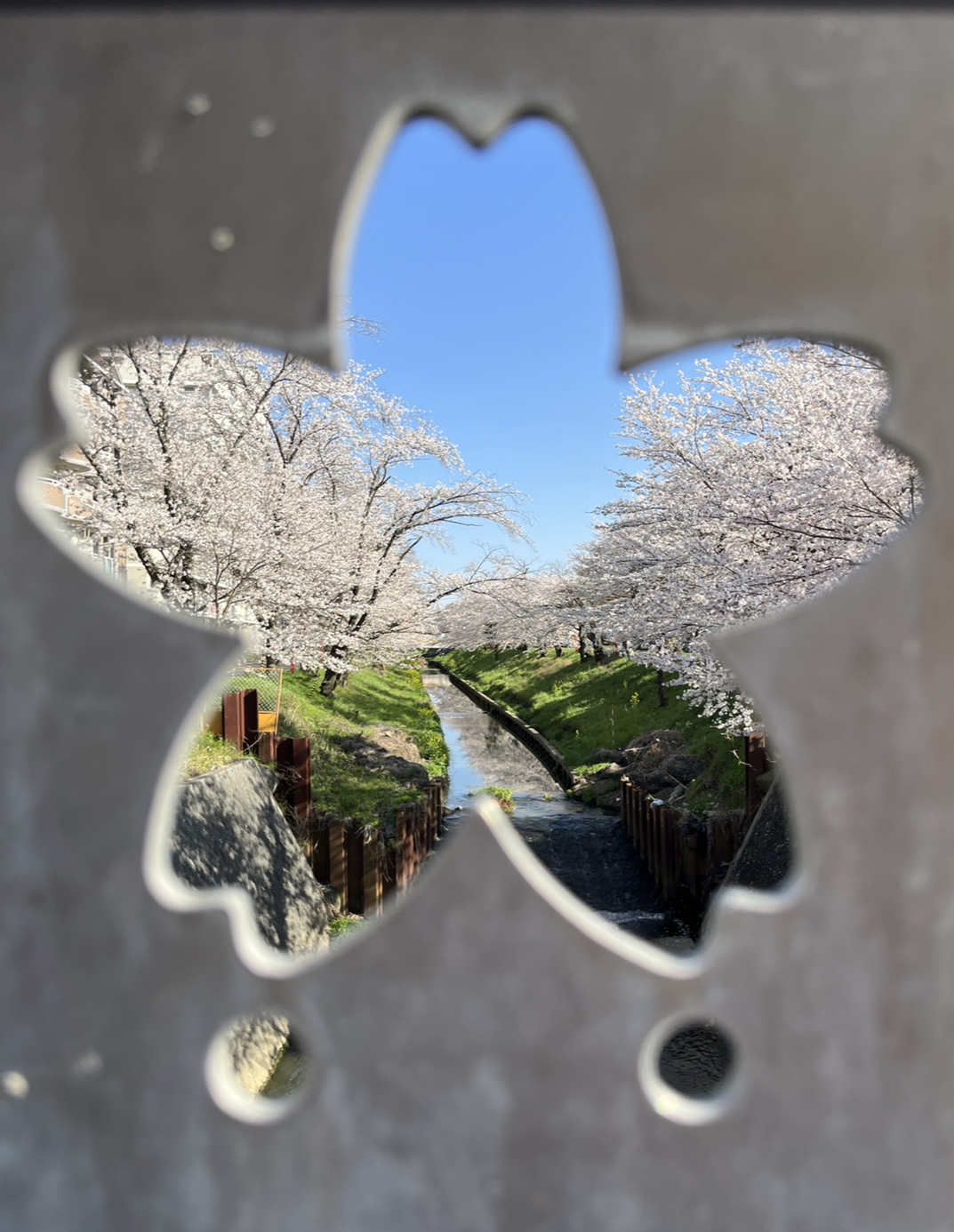 岡崎の桜の穴場：伊賀川沿いの画像④2023年3月28日撮影