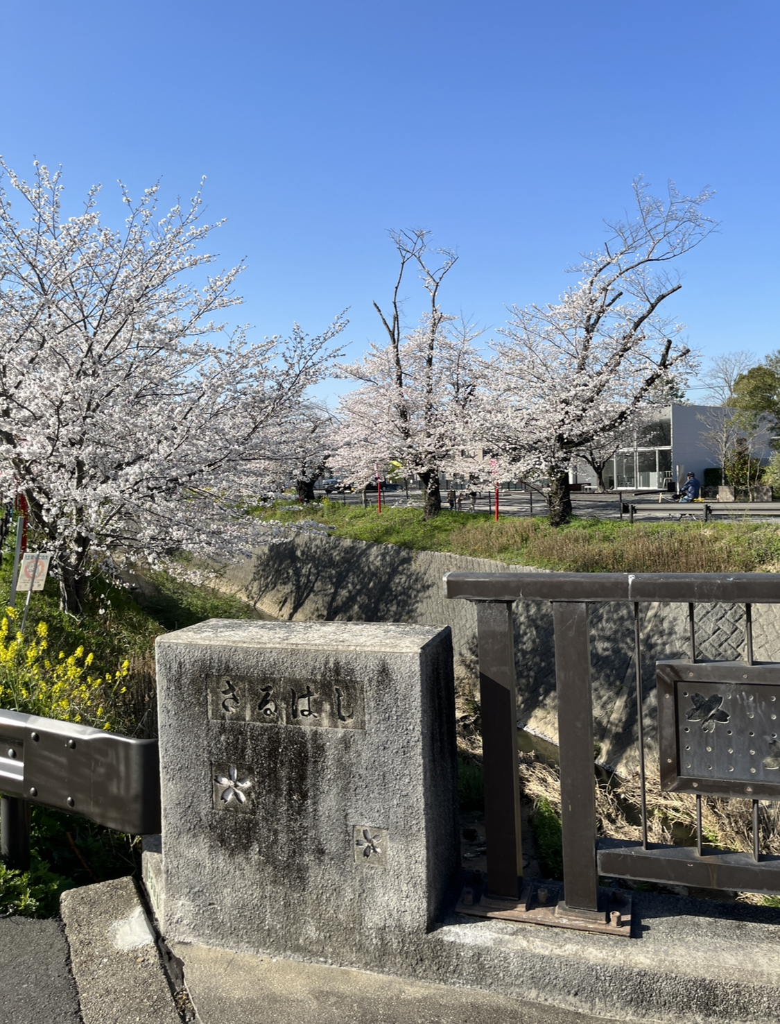 岡崎の桜の穴場：伊賀川沿いの画像③2023年3月28日撮影