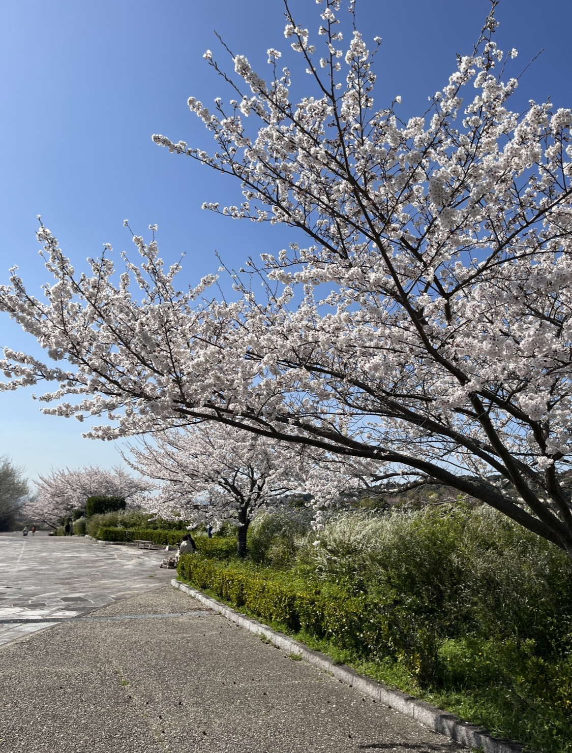 岡崎の桜の穴場：岡崎中央総合公園付近の画像② 2023年3月28日撮影