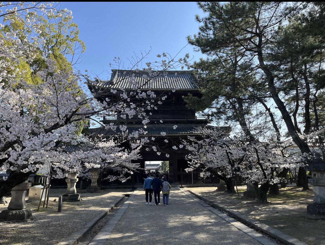 岡崎の桜の穴場：大樹寺の画像① 2023年3月28日撮影